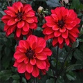 GROOVY DAHLIA
