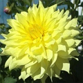 HARVEST MOONLIGHT DAHLIA