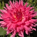 HELEN RICHMOND DAHLIA