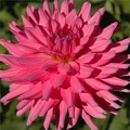 HERBERT SMITH DAHLIA