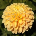 HONEY DEW DAHLIA