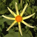 HONKA DAHLIA
