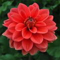 HOT ROD DAHLIA
