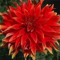 HOT TAMALE DAHLIA
