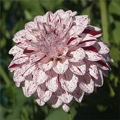 HULIN'S CARNIVAL DAHLIA