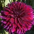 IMPERIAL WINE DAHLIA
