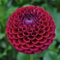 IVANETTI DAHLIA