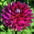 JAMMIN JELLY DAHLIA