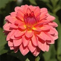 JITTERBUG DAHLIA