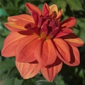 KOPPERTONE DAHLIA