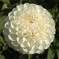 L'ANCRESSE DAHLIA