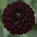 LIGHTS OUT DAHLIA