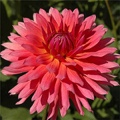 LINDY DAHLIA