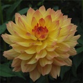 LINNA DAHLIA