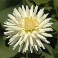 LITTLE LAMB DAHLIA