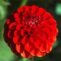 LOLLIPOP DAHLIA