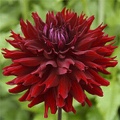 LOVERBOY DAHLIA