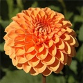 MAARN DAHLIA