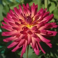 MACALISTERS PRIDE DAHLIA