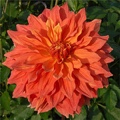 MANGO MADNESS DAHLIA