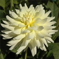 MOONSTRUCK DAHLIA