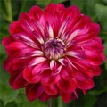 NANCILEE DAHLIA