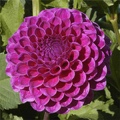 NIJINSKY DAHLIA
