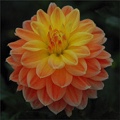 OCTOBER SKY DAHLIA