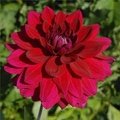 PASSIONATE DAHLIA