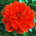 PATRICIA ANN'S SUNSET DAHLIA
