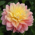 PEACHES AND DREAMS DAHLIA