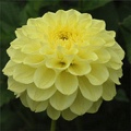 PINEAPPLE EXPRESS DAHLIA