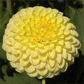 POLVENTON SUPREME DAHLIA