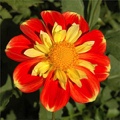 POOH DAHLIA