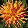 POPPERS DAHLIA