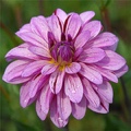 PURPLE-URPLE DAHLIA