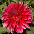 RASPBERRY PUNCH DAHLIA
