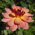 RAWHIDE DAHLIA