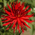 REDD DEVIL DAHLIA