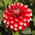 RINGO DAHLIA