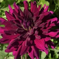 RIPPLES DAHLIA