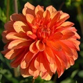 SAFARI DAHLIA