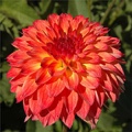 SEPTEMBER MORN DAHLIA
