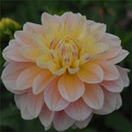 SHEER HEAVEN DAHLIA