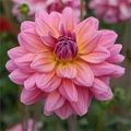 SOUTHERN BELLE DAHLIA