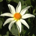 STAR CHILD DAHLIA