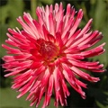 SUGARLIPS DAHLIA