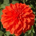 SWAN'S OLYMPIC FLAME DAHLIA
