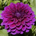 TABOO DAHLIA