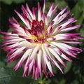 TANJOH DAHLIA